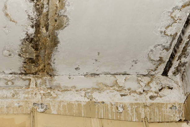 Mold Remediation for Rental Properties in Collingdale, PA